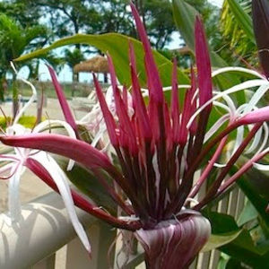 Meet your Posher, Cristina